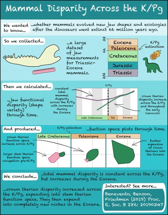 Benevento GL, Benson RBJ, Friedman M. 2019. Patterns of mammalian jaw ecomorphological disparity during the Mesozoic/Cenozoic transition