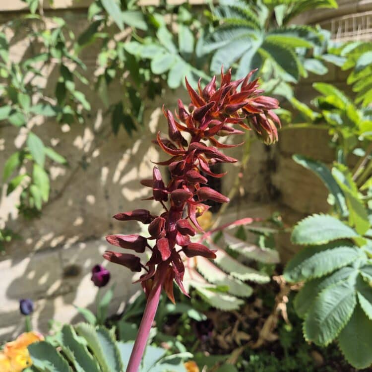 Melianthus major