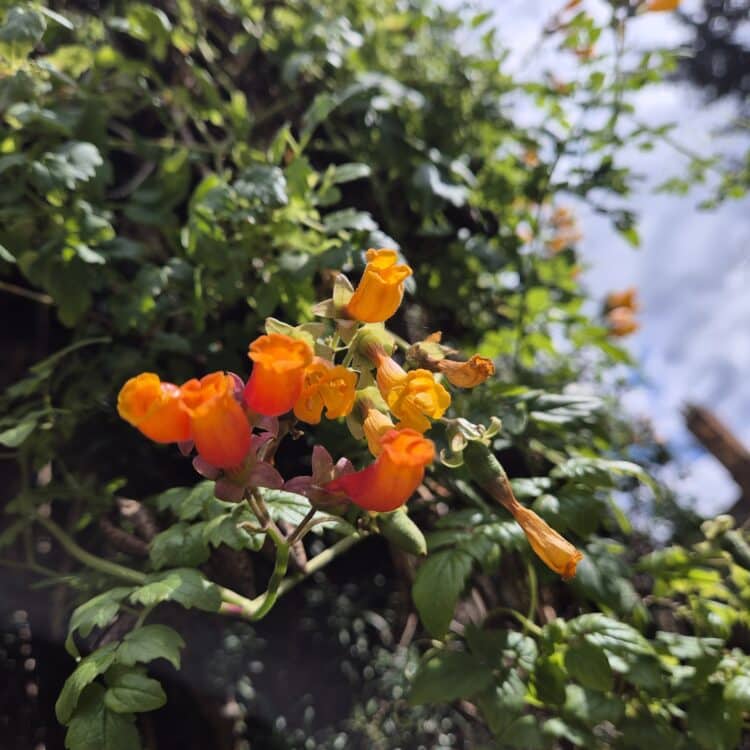 Eccremocarpus scaber, the Chilean glory flower.