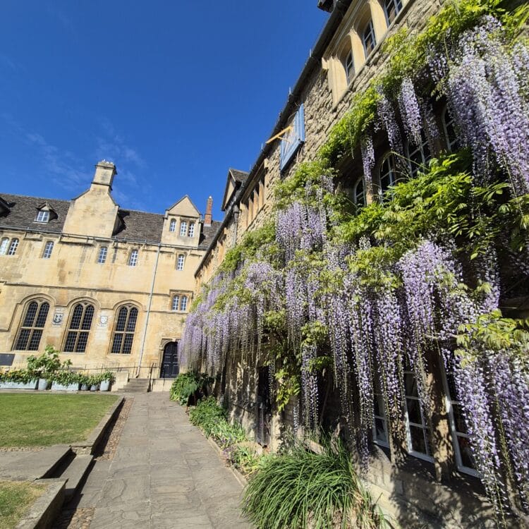 Wisteria at Teddy Hall April 2027