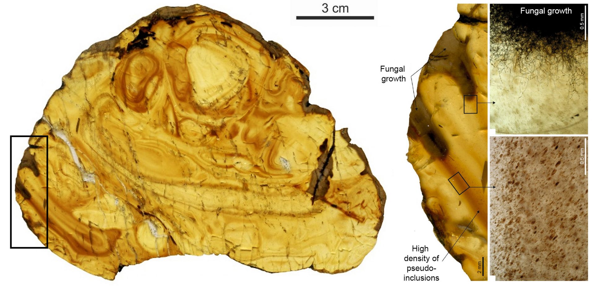 A fist-sized amber piece showing inner flows made of different densities of pseudoinclusions.