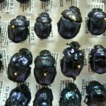 Dung Beetles