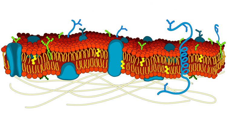 A diagram showing the cell membrane