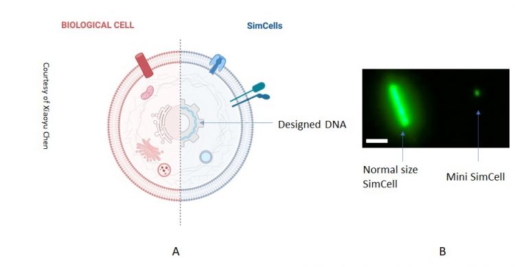 Cells Diagram of biological and Sim cells