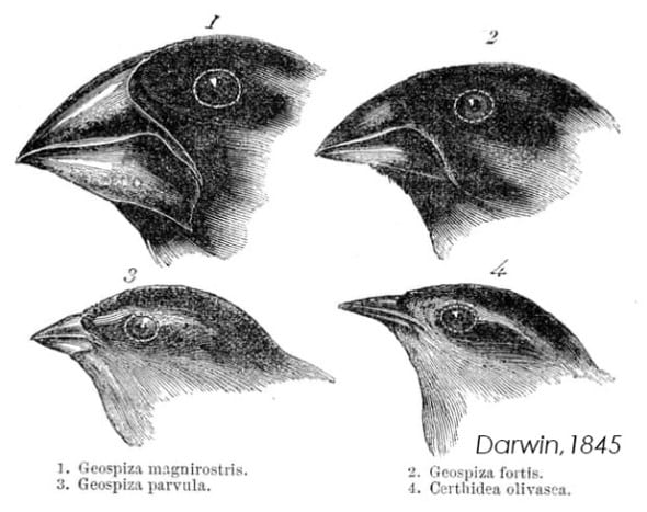 Darwin Birds