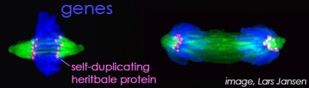 Genes - self-duplicating heritable protein