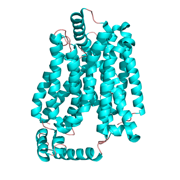 Diagram showing glucose carrier GLUT-1