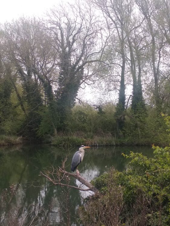 Heron on a branch over a river