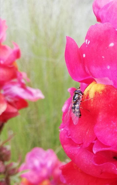 Hoverfly heaven photo