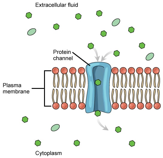Diagram showing ion channels