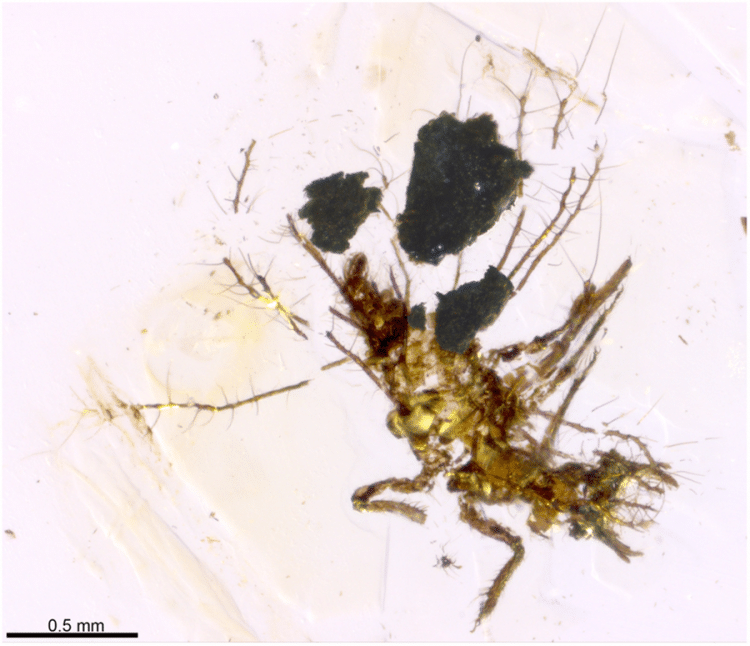 Fossil green lacewing larva, preserved carrying bits of soil that it used for camouflage and physical protection