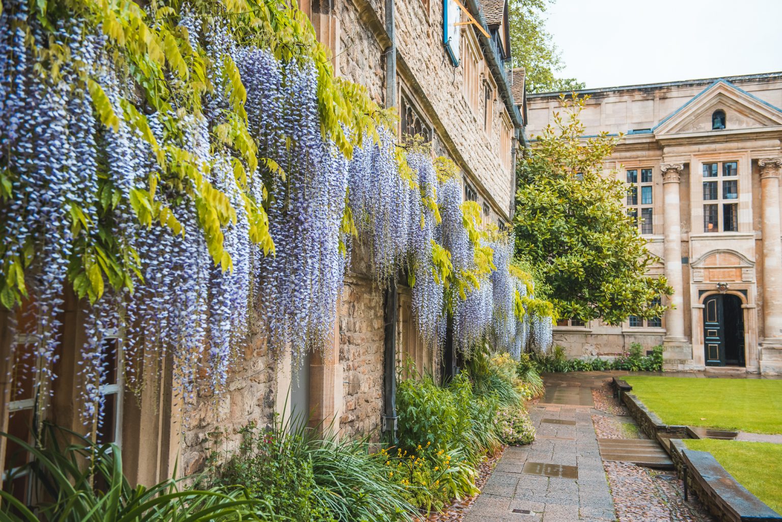 Wisteria by Marie Wong