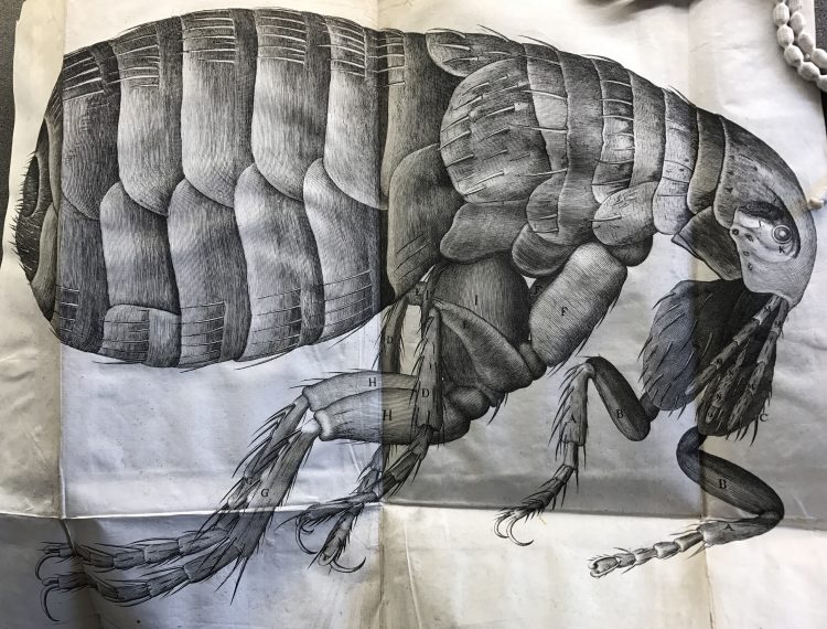 An illustration from the Micrographia by Robert Hooke