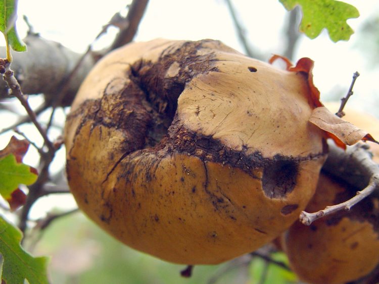 Oak Gall