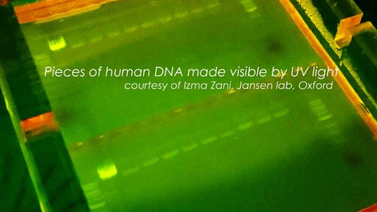 Pieces of human DNA made visible by UV light