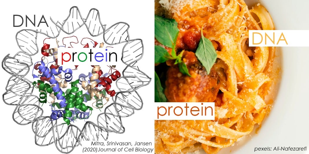 DNA Protein