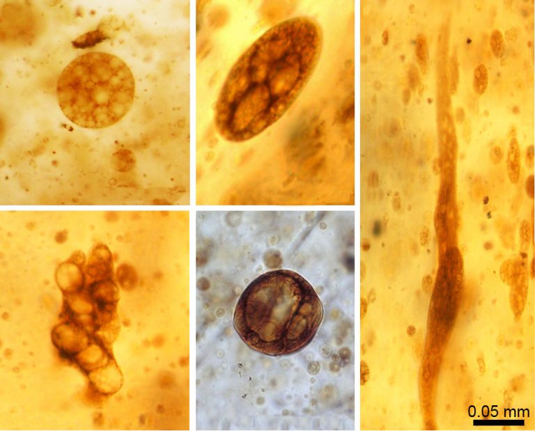 Spanish Amber under a microscope