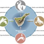 A figure illustrating the geological life cycle of islands