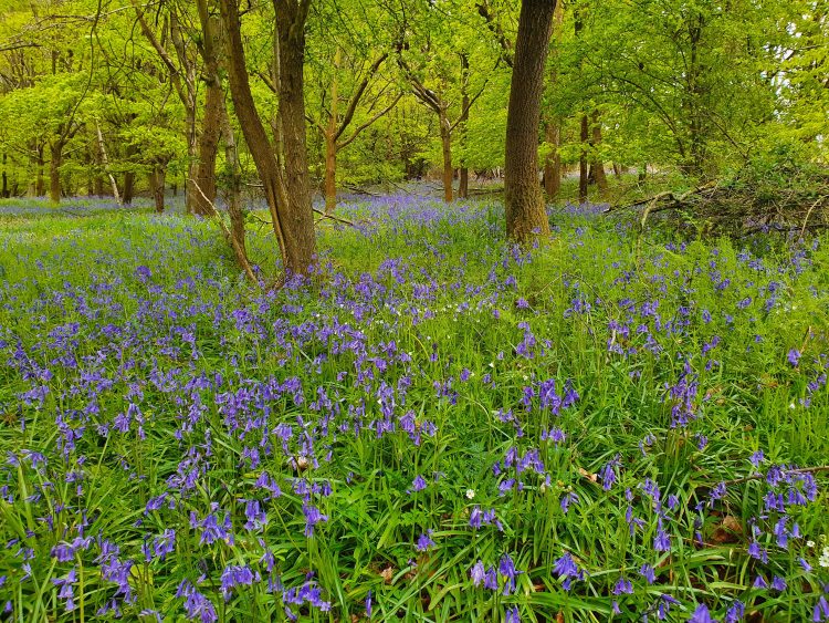 Sprin Bluebells at Shotover Country Park