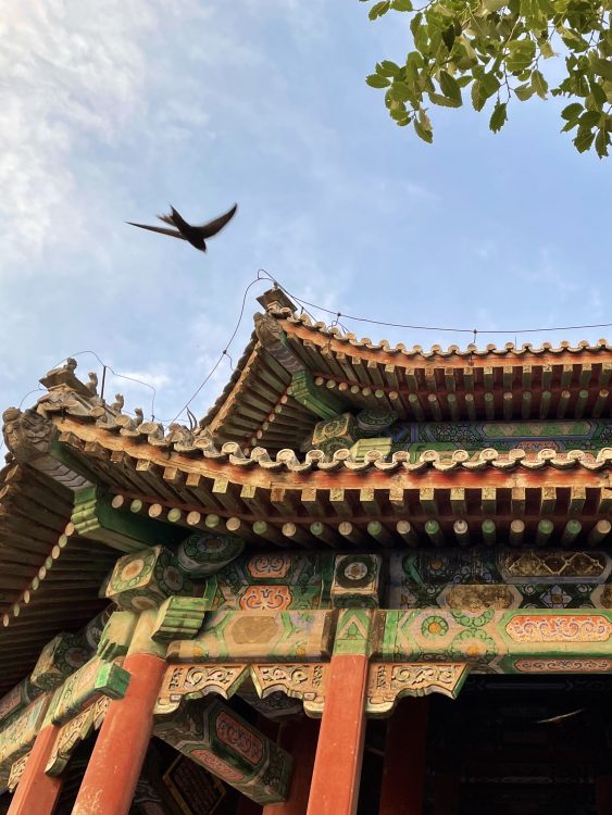 Summer Palace Beijing Swift