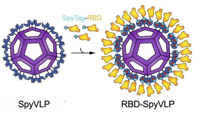 Vaccine Development by Dr Jack Tan