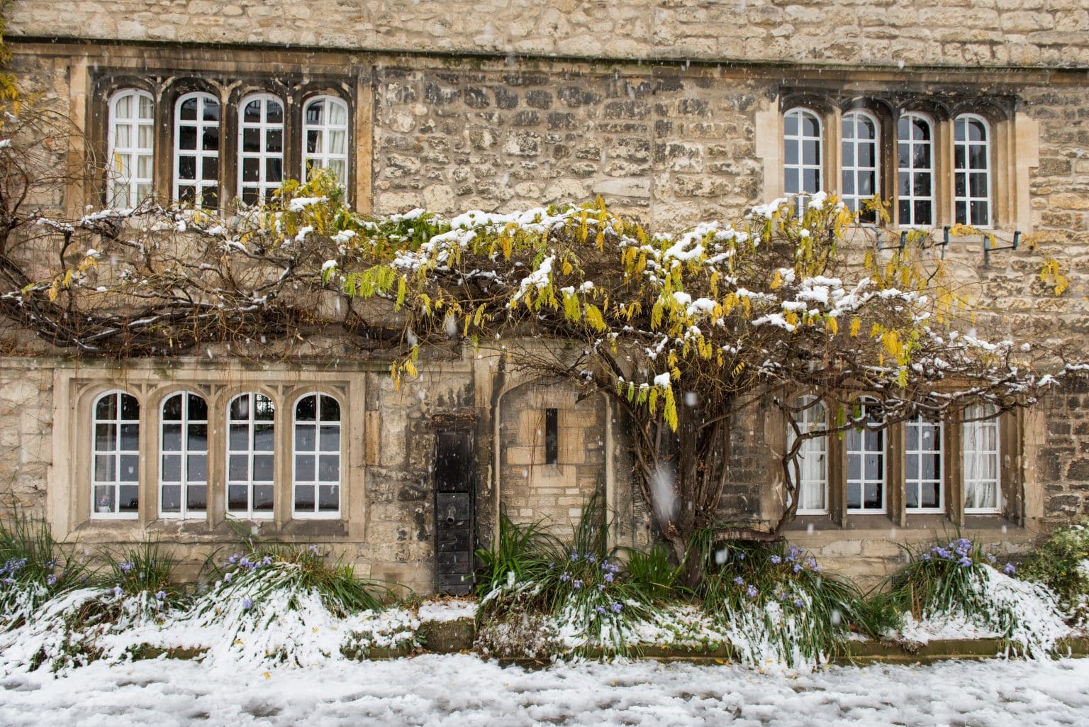 The wisteria in the Front Quad, in the snow