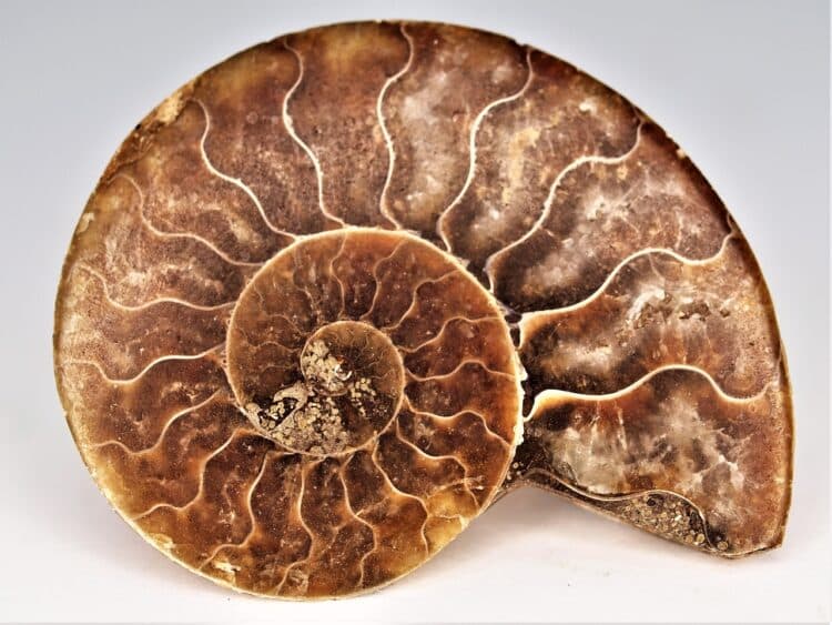 A photo of an ammonite fossil