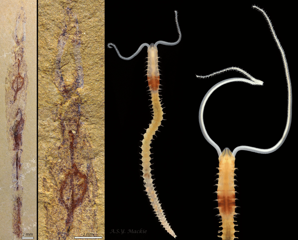 the new fossil polychaete called Dannychaeta tucolus, second close-up of the head region of Dannychaeta tucolus, a whole specimen of a juvenile living polychaete worm Magelona alleni from Jennycliffe Bay, Plymouth Sound, the head region of an adult Magelona alleni