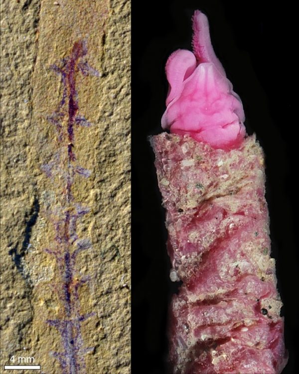 A specimen of a fragment of Dannychaeta tucolus preserved inside a tube (left) and the head end of a specimen of the living polychaete worm Magelona alleni with the body covered by a dwelling tube