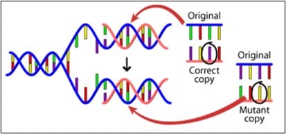 “The causes of mutations” Understanding Evolution.