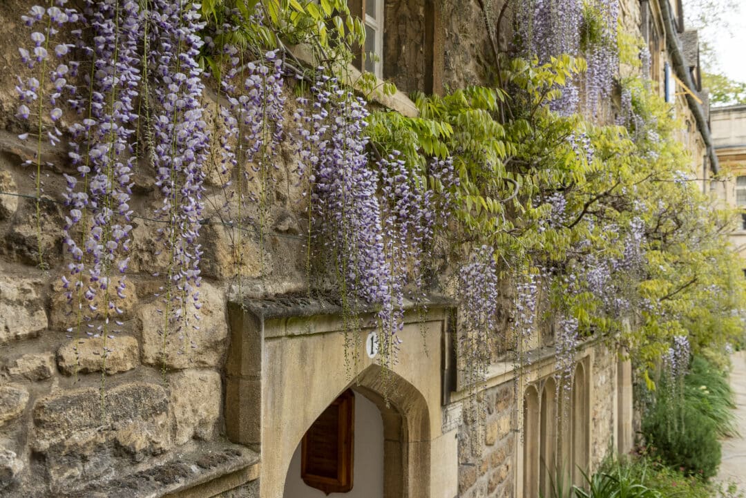 Wisteria front quad