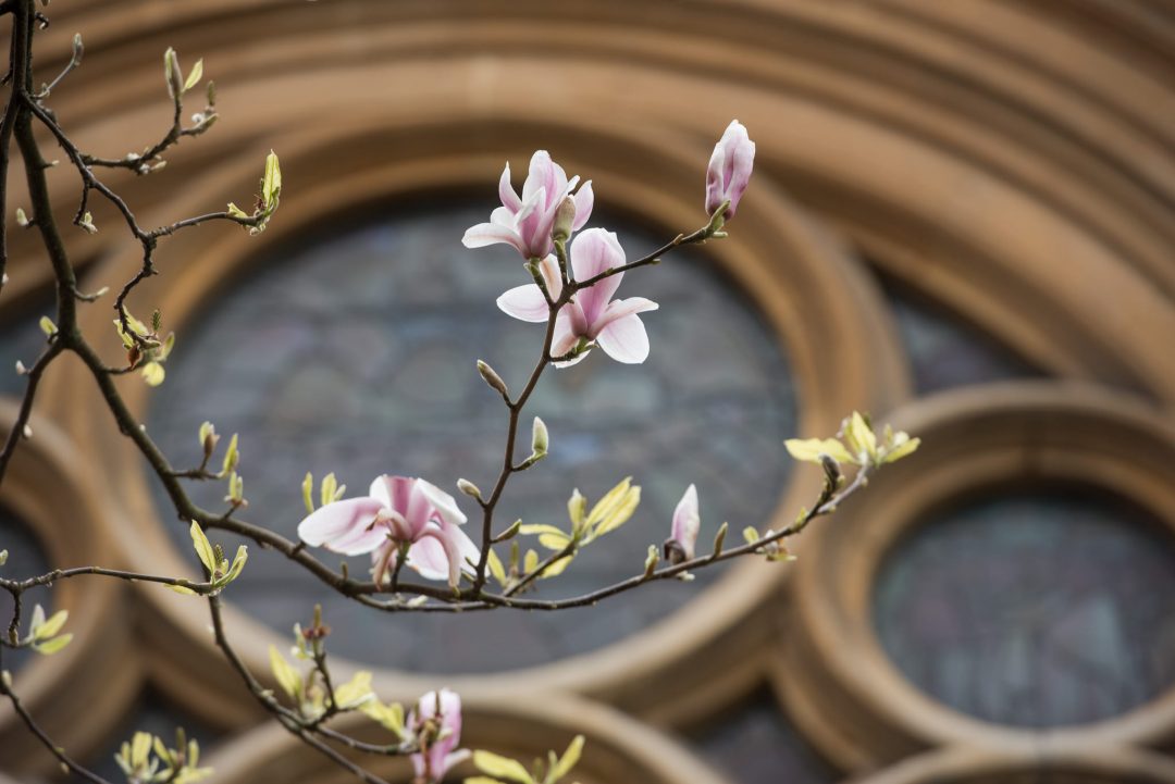 Magnolia flowers in front of Chapel window