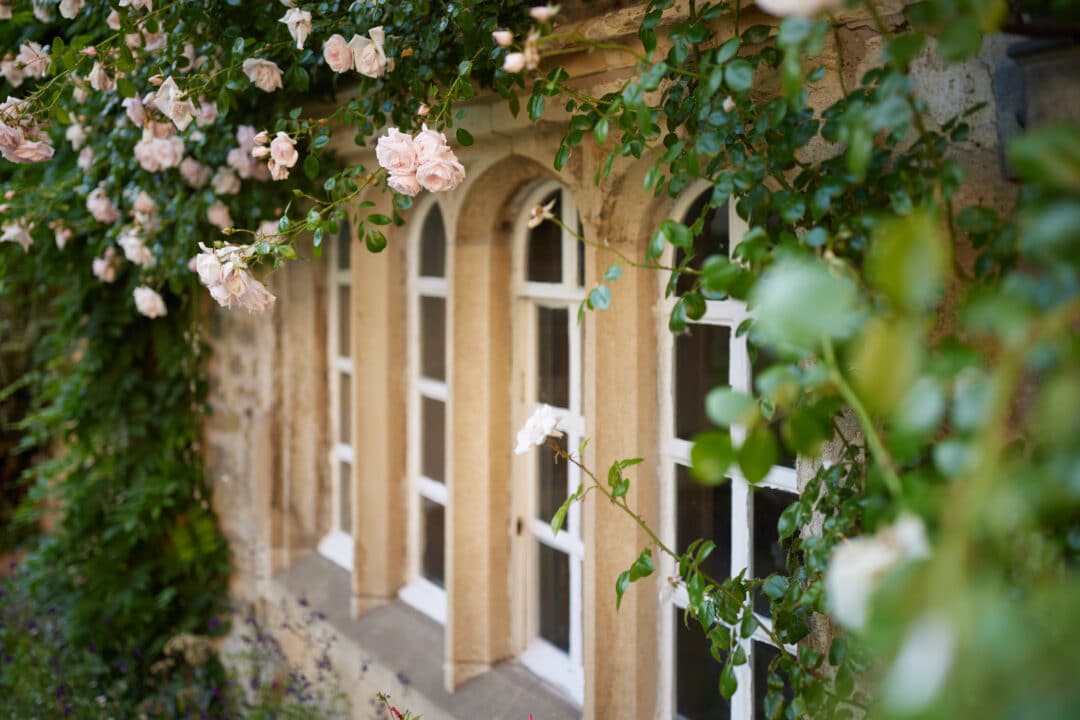 Roses on Front Quad